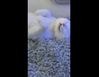 Collab PLC - White cat sleep lay back on sofa