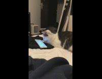 White cat watches video on phone