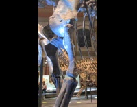 People dance party inside museum with Dinosaurs