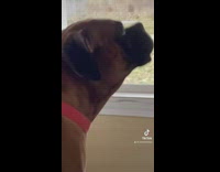 Brown dog stepping on squeaky toy and howling 