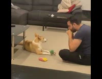 Brown white dog howls along to harmonica 