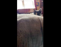 Kitten tries to reach camera jumps on couch
