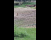 Collab DailyDoseOfInternet - Three baby deer and mom water sprinklers