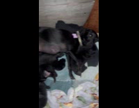 Collab PLC - Gray cat sleeps with dog and puppies