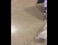 white dog trying to run quickly on leash 