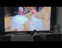 Black white dog watches two chickens television 