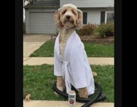 brown dog white robe beer at feet in street