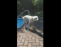 Slow motion video of white dog getting out of pool with tennis ball in mouth shaking off water