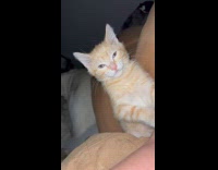 Kitten play biting hoomans leg at 5am 