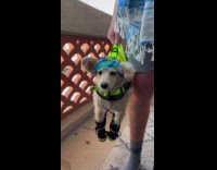 Man carries dog like a purse