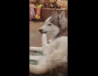 Husky dog trying to fit entire foot in mouth