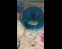Collab KaleSaladIG - Hamster runs too fast on blue wheel and flies off inside cage
