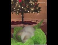 white cat chasing its own tail