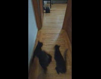 Two black cats jump back and forth on table