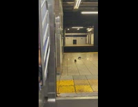 2 rats crawl near train 