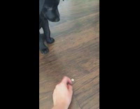 Two black dogs learning to stay for treat smaller puppy loses and cant wait and eats treat