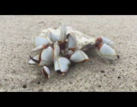 Crab moves on beach sand outside 