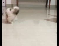 Fluffy dog chases tail and jumps around on slippery tile floor