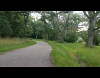 Flock of turkey on the trail way