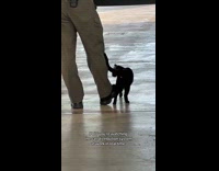 Cat plays with park ranger while working