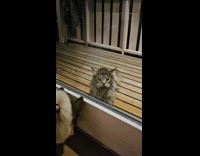 Collab Clips MPUGC - Cat outside door mouse in mouth