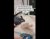 Kitten falls over during harness training