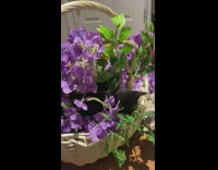 Pet black kitten sleeps on the violet flower basket