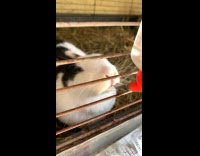 Black white rabbit drinks water in cage