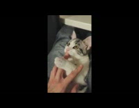 Kitten on lap suck on finger cute