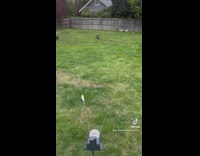 Two corgis chasing fast mechanical dog toy in backyard