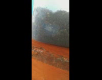 Small crab digs inside the containment jar