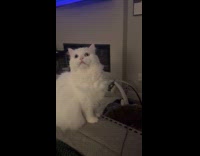 Cat meows to let hooman know about moth