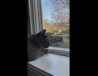 Cat on window click mouth at birds