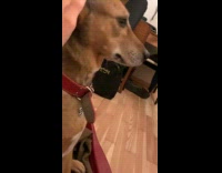 Dog petted and purrs like a cat