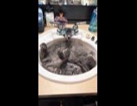 Cat bends to fit bathroom sink