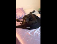ALREADY SUBMITTED TO BIIITCH - Dog sits on strange yoga pose on bed
