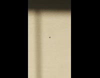 Fly on the wall eaten by the shadow puppet