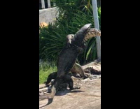 Lizards wrestles on the street 