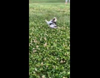 Puppy dog trips and rolls while running 