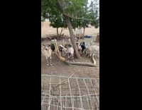 Guy talk to group of goats tree