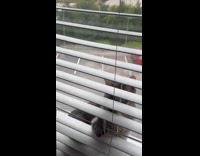 Collab Clips MPUGC2 - Cat sitting by window tries to reach hooman 