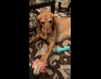 Brown dog wants hold hands with owner