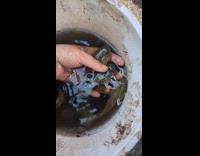 Submitter puts squeaky sound over froglet