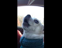 White chihuahua sings to Whitney Houston "I Will Always Love You" in the car