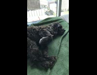 fluffy black dog on green towel sleeping
