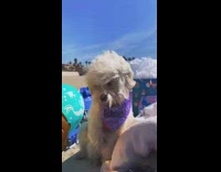 Dog has first birthday party at beach 