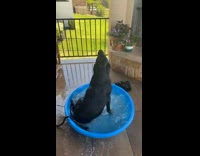 Collab dogIG_default - Pet dog is not comfortable inside the small pool