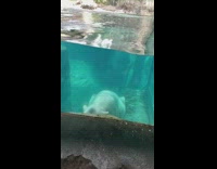 Polar Bear swims and take laps inside the aquarium