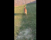 Dog run on backyard play with toy