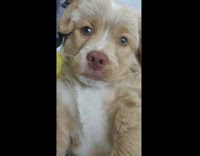 Guy holds brown puppy looks up yawns 